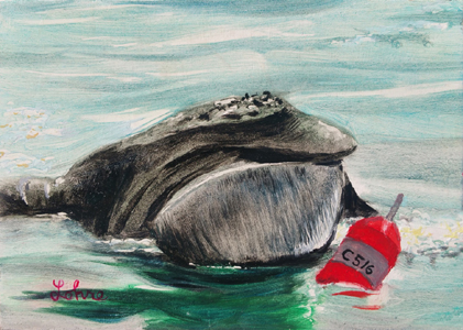 Oil painting of a Right Whale with lobster buoy by Tom Lohre.
