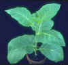 tobacco.jpg (2119 bytes)